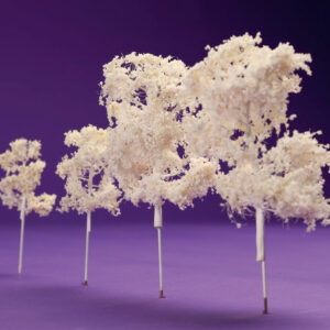 White-Deciduous-Trees-Group.jpg